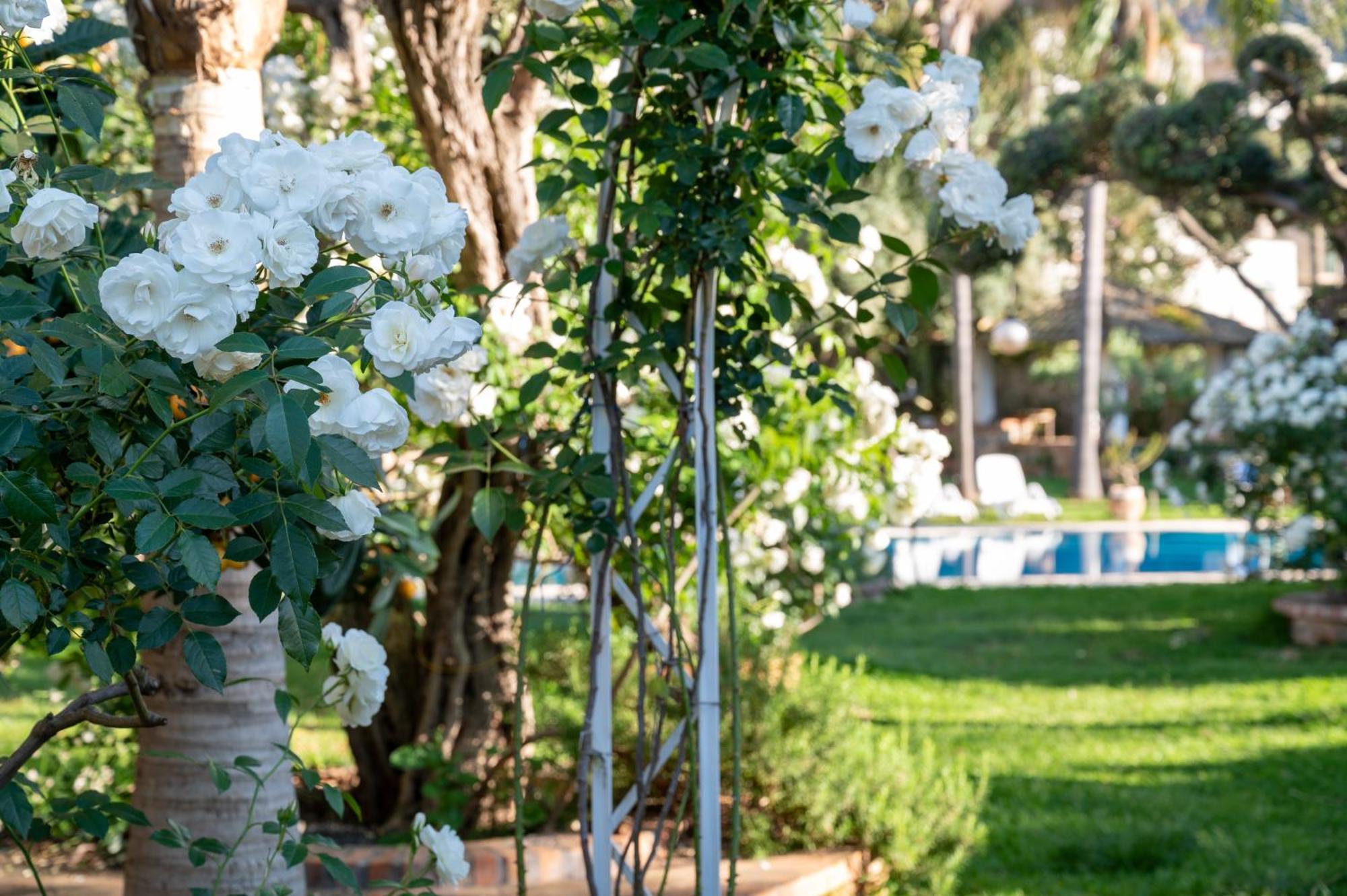 Villa Megna - Green Paradise B&B Палермо Екстериор снимка